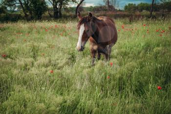 Beautiful red horse with long black mane in spring field with poppy flowers. Horse grazing on the meadow at sunrise. Horse is walking and eating green grass in the field. Beautiful background