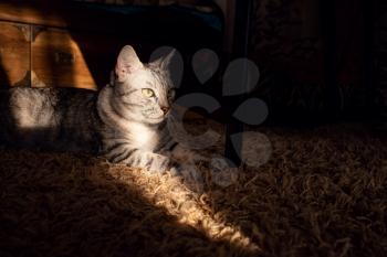 beautiful gray cat at home, catches the sun's rays. Stay at home. The idea and concept of communication with pets