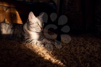 beautiful gray cat at home, catches the sun's rays. Stay at home. The idea and concept of communication with pets