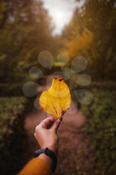 Female Hand holding a yellow leaf in the middle of a road in forest surrounded by the autumn trees. autumn warm background