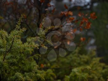 The beauty of an autumn misty forest. details close up. A branch of juniper in raindrops