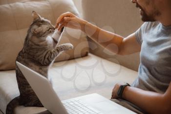 Young attractive smiling guy is browsing at his laptop, sitting at home on the cozy beige sofa at home, wearing casual outfit with his pet - gray cute cat