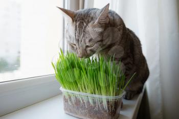 Close-up of a beautiful grey cat eating fresh green grass by the window. Pet grass. Natural hairball treatment