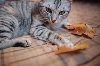 A funny tabby gray cat plays with yellow autumn leaves in the house. the idea and concept of a cozy autumn with pets