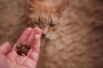 woman is feeding ginger cat, cat eats from female hands. Feeding cat with delicious cat food