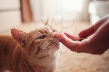 woman is feeding ginger cat, cat eats from female hands. Feeding cat with delicious cat food