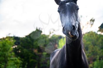 black horse grazing on pasture at sundown in orange sunny beams. close-up horse funny face