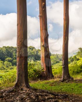 Close up of the colorful bark and tree trunk of the Rainbow Eucalyptus tree at Keahua Arboretum in Kauai, Hawaii, USA