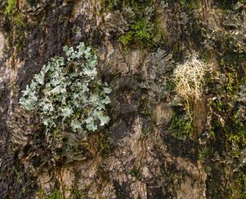 Close up of lichens and mosses growing on the bark of a tree in Kauai forest