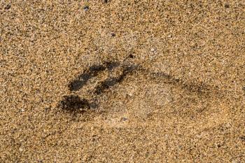 Close up of a single  foot or footprint of a right foot set deeply into sand