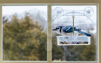 Large blue jay bird in window attached birdfeeder on a wet cold day in winter