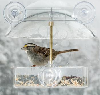 American Sparrow bird in window attached birdfeeder on a wet cold day in winter