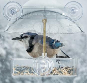 Large blue jay bird in window attached birdfeeder on a wet cold day in winter