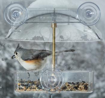 Tufted Titmouse bird in window attached birdfeeder on a wet cold day in winter