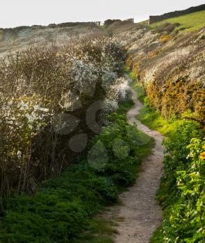 South West Coast Path along headland near Port Quin, Cornwall, England, UK
