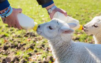 Caucasian woman in welsh field feeding two newborn lambs with milk from feed bottles with sheep in background