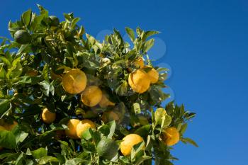 Hybrid fruit tree against bright blue sky growing both oranges and lemons on the same branch