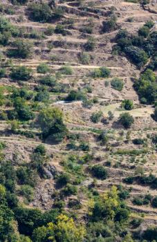 Terraced fields of olvie trees below Bayarcal in Sierra Nevada mountains in Andalucia, Spain