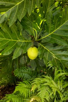 Breadfruit fruit growing on tree in plantation in Kauai, Hawaii