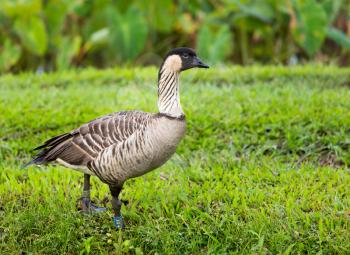 Nene duck or goose in Hanalei Valley with Taro plant pools or ponds in background on island of Kauai, Hawaii