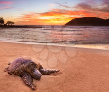 Beached green sea turtle on sand at Moloa'a Beach on east coast of Kauai in Hawaii