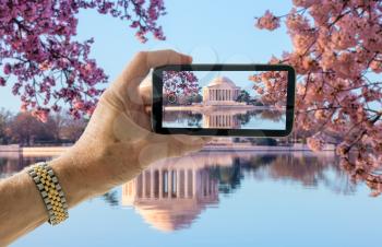 Tourist taking photo on smartphone of cherry blossoms around Jefferson Memorial in Washington DC