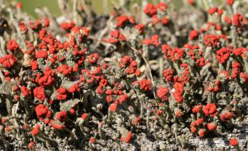 Cladonia cristatella or British Soldiers Lichen growing on old wooden fence in West Virginia