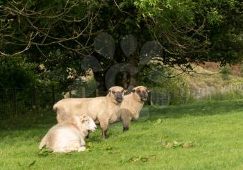 View of two rams from Shropshire sheep breed in welsh meadow