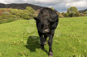 Black cow or bullock walking toward the camera in a menacing fashion in Welsh hill farm