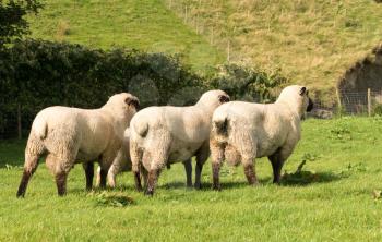 Rear view of three rams from Shropshire sheep breed in welsh meadow