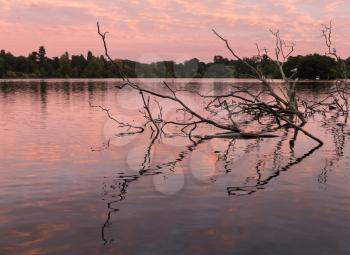 Birds perch on old branches of dead tree relected in the mere at Ellesmere Shropshire in England at sunset