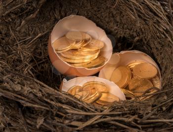 Selection of pure gold USA treasury coins in broken egg shells in twig bird nest illustrating financial security of a retirement nest egg