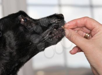 Female hand holding a small piece of food or a treat and placing it into the mouth of a black terrier like dog