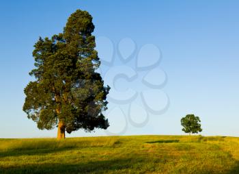 Large pine type tree with another smaller tree on horizon line in meadow or field to illustrate concept of big and small or parent and child