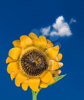 Close up of the single blossom of a sunflower created in metalwork and placed on stem of plant against blue sky