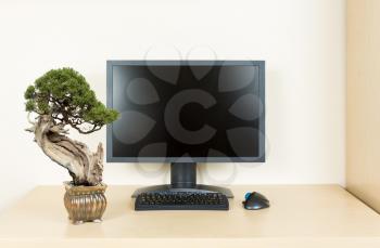 Small old bonsai tree in golden pot on plain wooden desk with computer monitor and keyboard to suggest calm and meditation at work