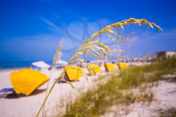 Sea Oats frame the sand on Madiera Beach with yellow sun shades in Florida on Gulf of Mexico