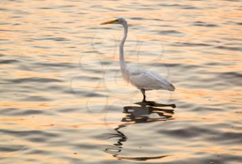 Great white egret standing in the ocean near Tampa as a brilliant sunrise at dawn reflects off the surface of the water around the bird
