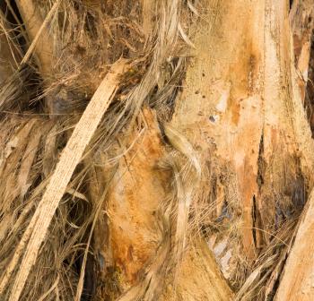 Stringy peeling bark of tree in plantation in Kauai, Hawaii