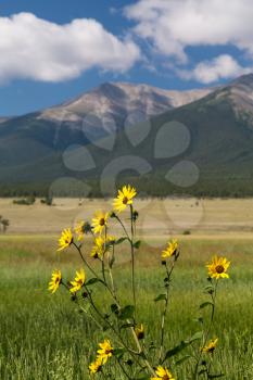 Yellow flowers and farmland frame Mount Princeton near Buena Vista Colorado