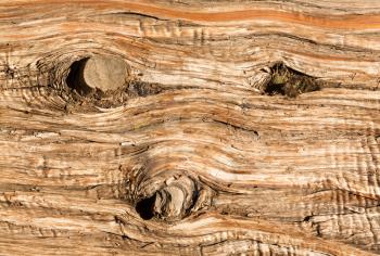 Three stumps of knots of old branches in detailed background abstract image of the aging bark of a dead cedar tree in macro close up