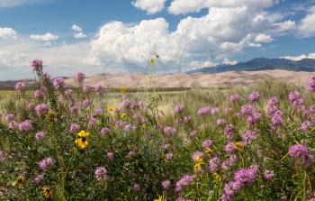 Wildflowers frame a view of the dunes at Great Sand Dunes National Park in Colorado with the mountains behind. Unusual to see clouds over the sand
