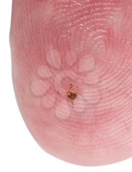 Extremely tiny nymph or larva stage of the black legged eastern tick having just been removed from its first meal