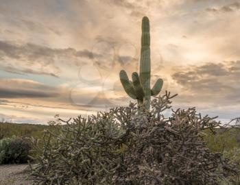 Saguaro and Buckhorn Cholla cacti stand against setting sun near Tucson Arizona
