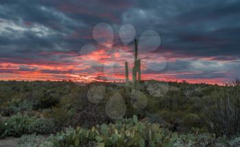 Saguaro and Prickly Pear cacti stand against setting sun near Tucson Arizona