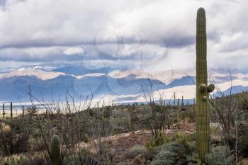 Saguaro cactus plant stands against storm clouds over Santa Catalina Mountains near Tucson Arizona