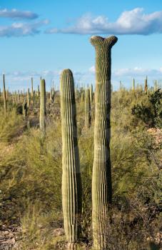 Rare Crested saguaro cactus plant in National Park West near Tucson Arizona