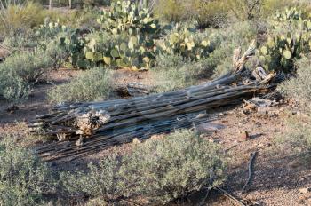 Skeleton or interior of dead saguaro cactus plant in National Park West near Tucson Arizona