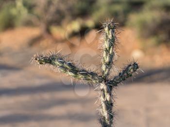 Macro image of the three arms of a cholla cactus isolated in desert showing sharp spiky branches