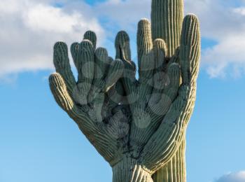 Rare Crested saguaro cactus plant shaped like baseball pitcher glove in National Park West near Tucson Arizona